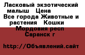 Ласковый экзотический малыш › Цена ­ 25 000 - Все города Животные и растения » Кошки   . Мордовия респ.,Саранск г.